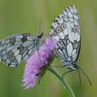 Schachbrettfalter (Melanargia galathea)