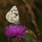 Schachbrettfalter (Melanargia galathea)