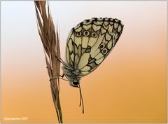 schachbrettfalter (Melanargia galathea) .....