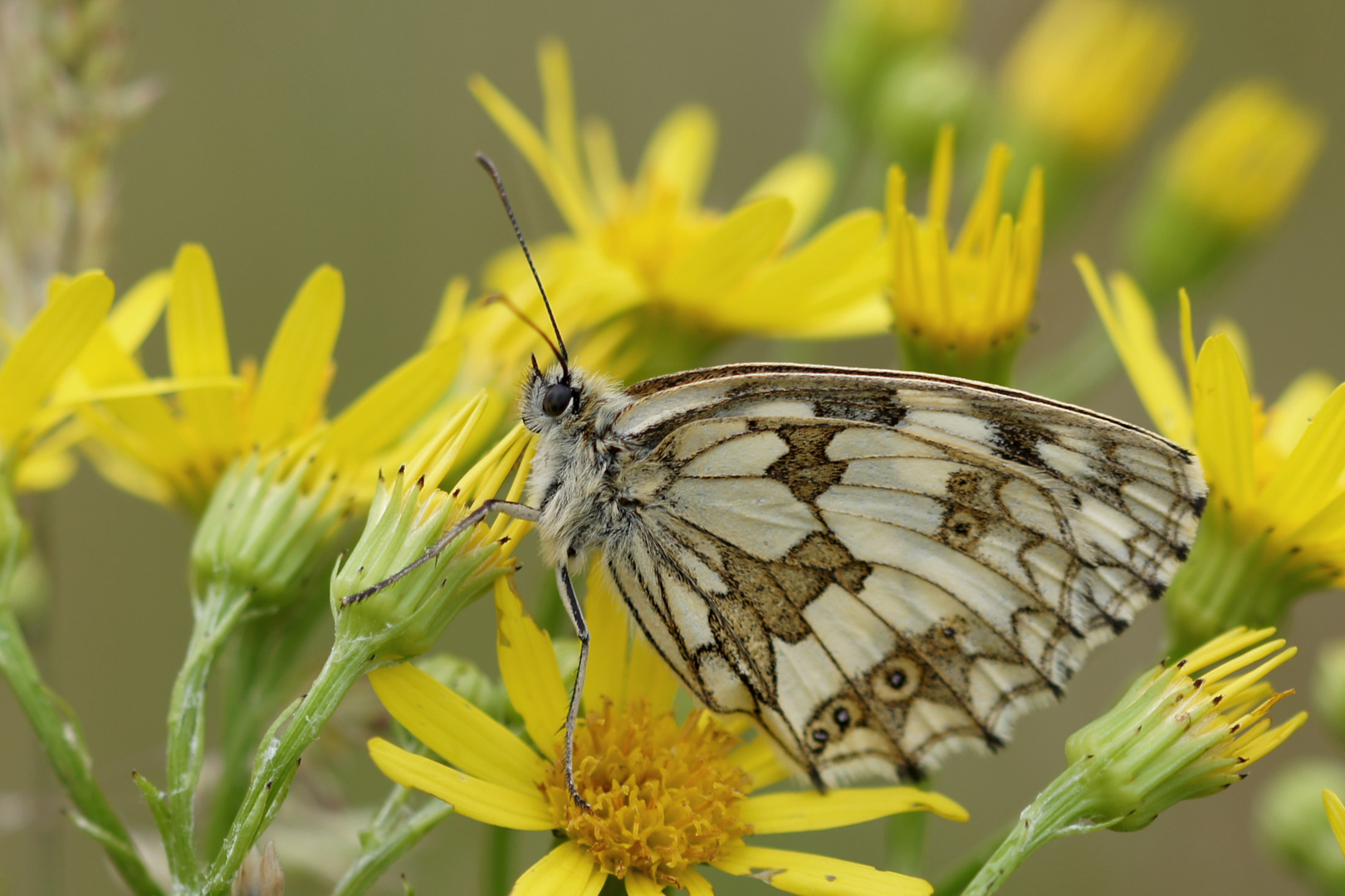  Schachbrettfalter  Melanargia galathea  