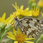  Schachbrettfalter  Melanargia galathea  