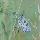 Schachbrettfalter (Melanargia galathea)