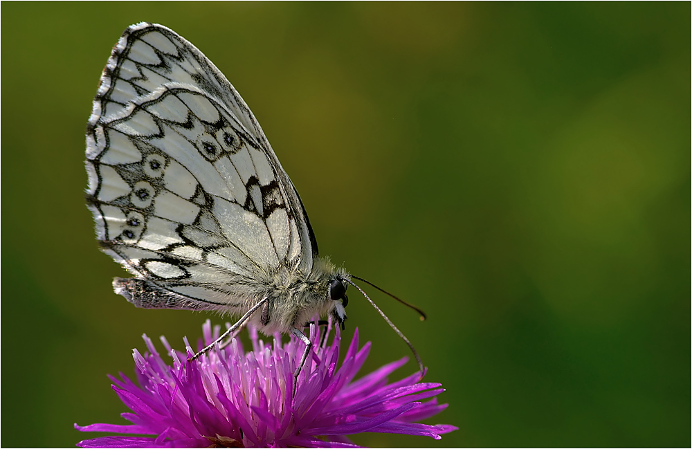 Schachbrettfalter - (Melanargia galathea)