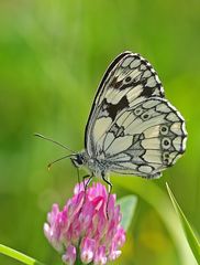 Schachbrettfalter (Melanargia galathea) auf einer Kleeblüte