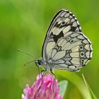 Schachbrettfalter (Melanargia galathea) auf einer Kleeblüte