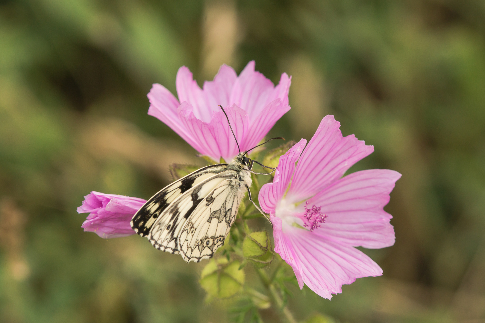 Schachbrettfalter (Melanargia galathea) auf Malve