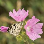 Schachbrettfalter (Melanargia galathea) auf Malve