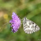 Schachbrettfalter (Melanargia galathea)