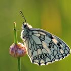 Schachbrettfalter ( Melanargia galathea)