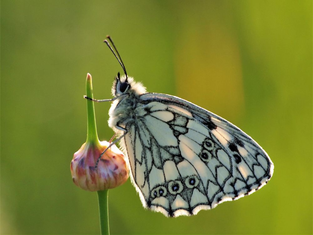 Schachbrettfalter ( Melanargia galathea)