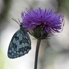 Schachbrettfalter (Melanargia galathea)