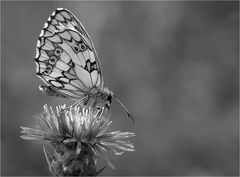 Schachbrettfalter - (Melanargia galathea) ...