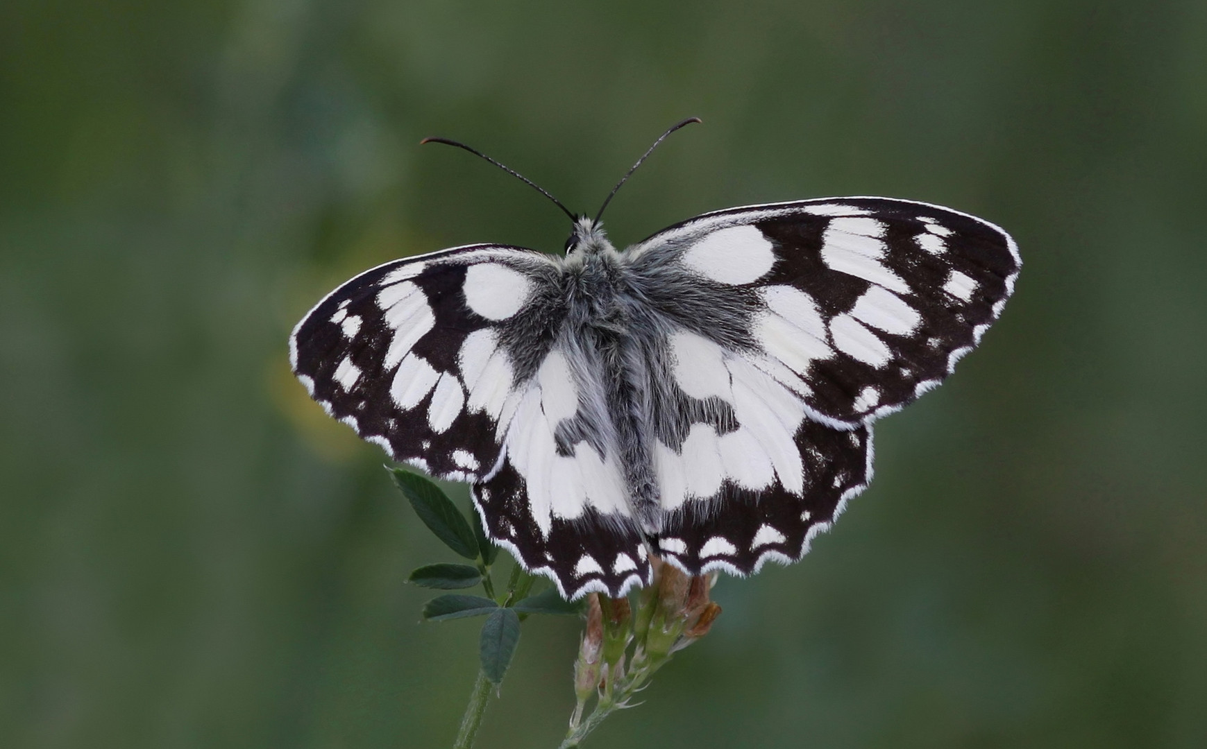 Schachbrettfalter (Melanargia galathea)