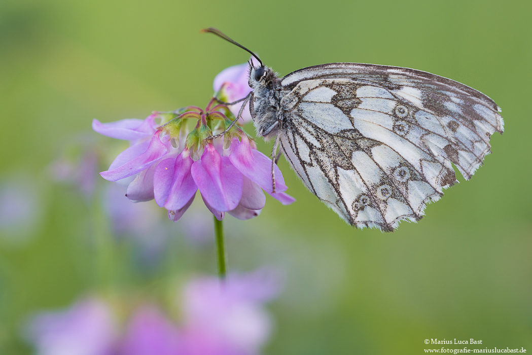 Schachbrettfalter (Melanargia galathea)