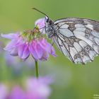 Schachbrettfalter (Melanargia galathea)