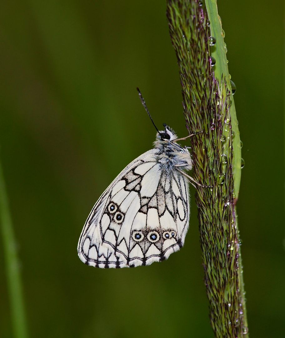 Schachbrettfalter (Melanargia galathea)