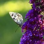 Schachbrettfalter (Melanargia galathea)