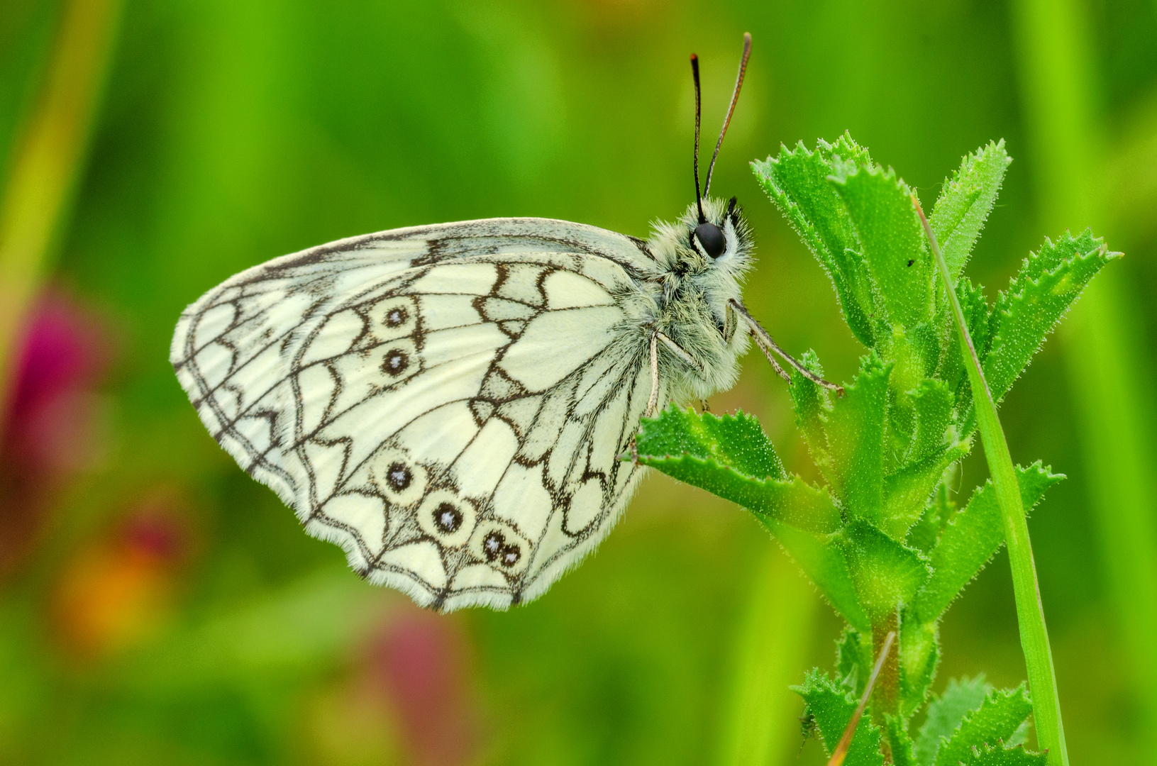 Schachbrettfalter (Melanargia galathea)