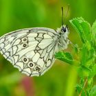 Schachbrettfalter (Melanargia galathea)