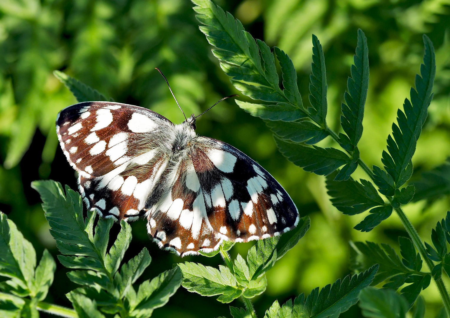 Schachbrettfalter (Melanargia galathea) 