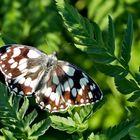 Schachbrettfalter (Melanargia galathea) 