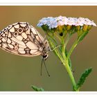 Schachbrettfalter (Melanargia galathea)