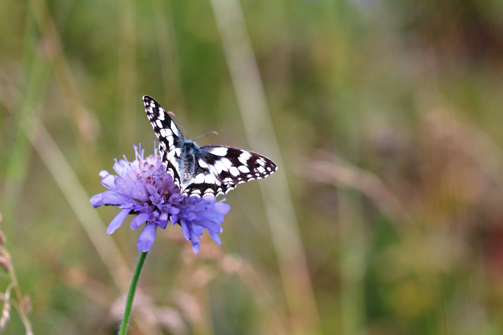 Schachbrettfalter (Melanargia galathea)