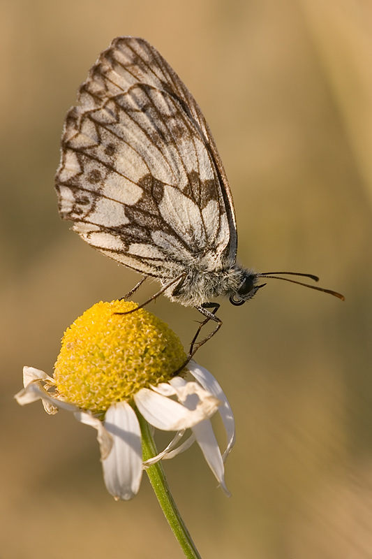 Schachbrettfalter (Melanargia galathea)