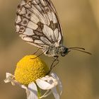 Schachbrettfalter (Melanargia galathea)