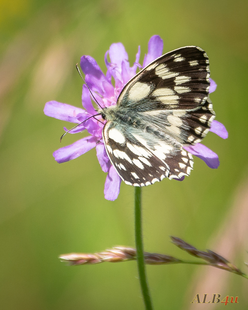 Schachbrettfalter (Melanargia galathea)