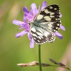 Schachbrettfalter (Melanargia galathea)