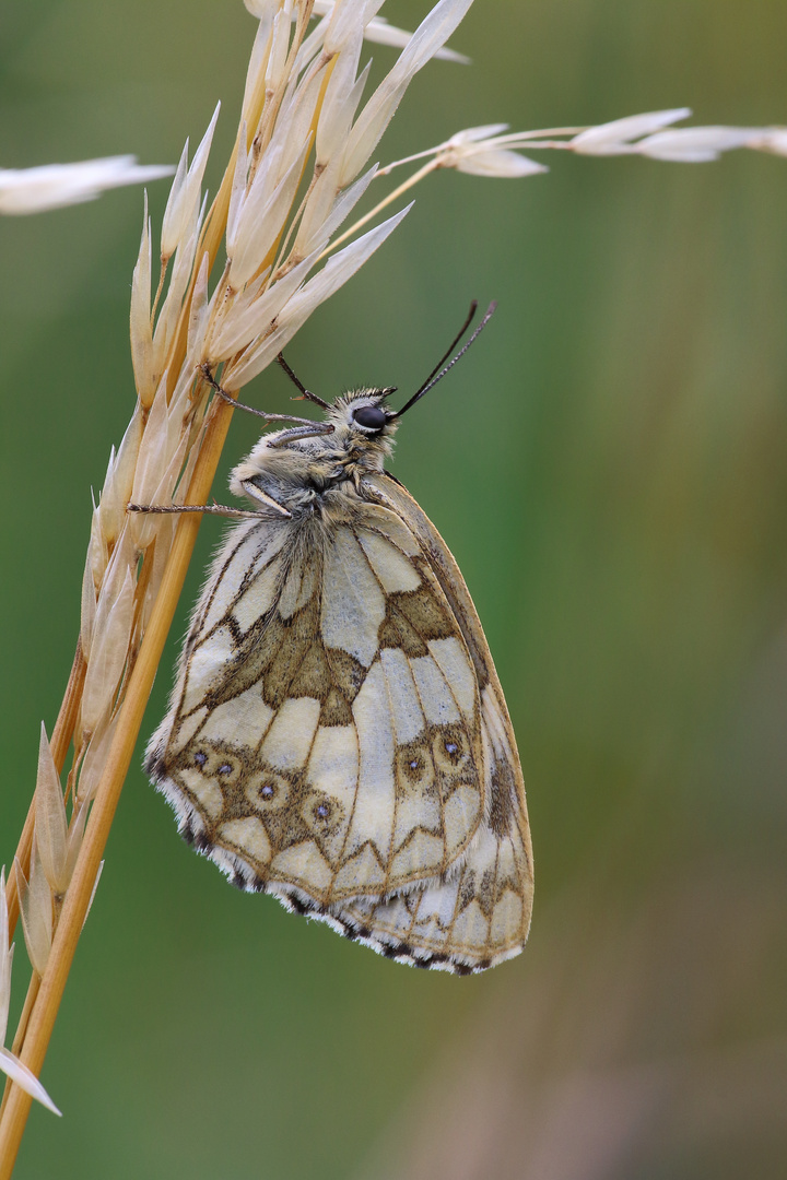 Schachbrettfalter/ Melanargia galathea