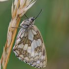 Schachbrettfalter/ Melanargia galathea