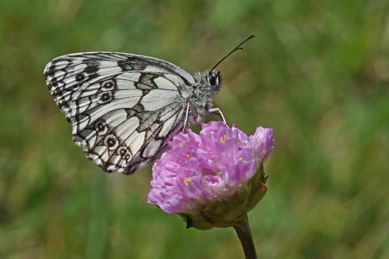 Schachbrettfalter (Melanargia galathea)