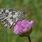 Schachbrettfalter (Melanargia galathea)