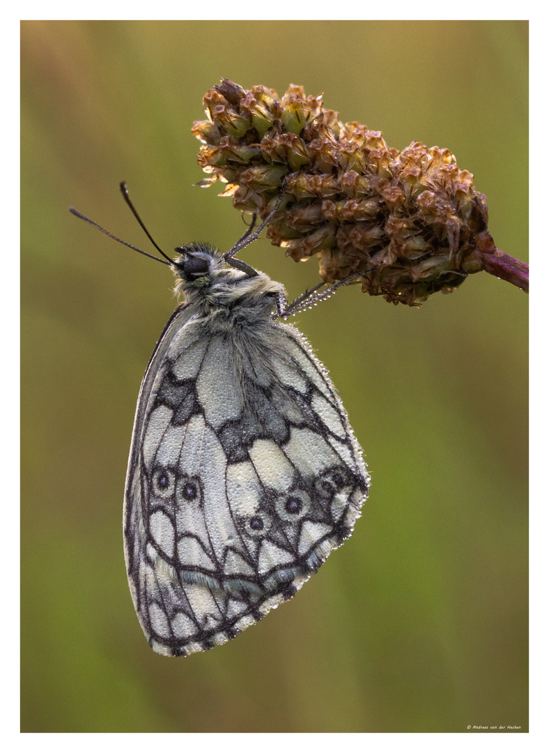 Schachbrettfalter (Melanargia galathea)