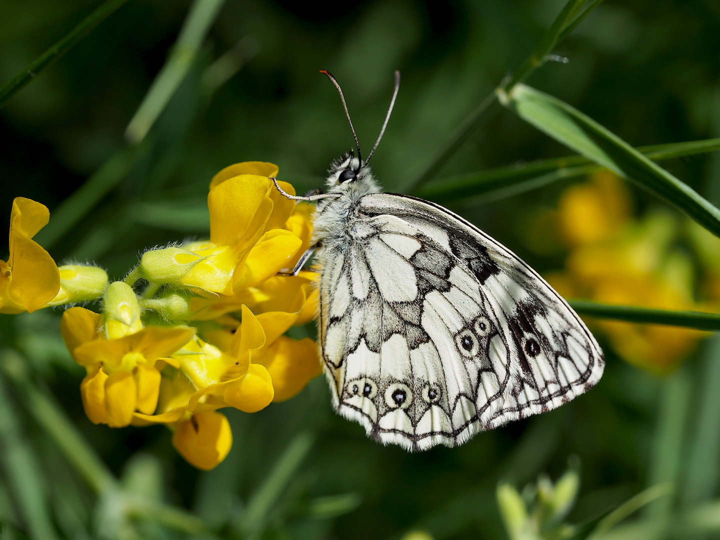 Schachbrettfalter (Melanargia galathea) : Der Frühling ist da!