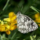 Schachbrettfalter (Melanargia galathea) : Der Frühling ist da!