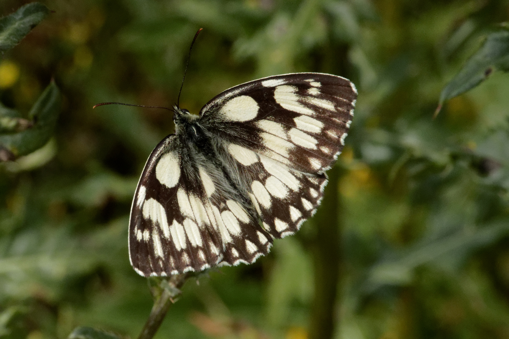 Schachbrettfalter (Melanargia galathea)