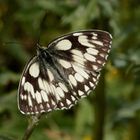 Schachbrettfalter (Melanargia galathea)