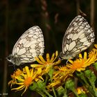 Schachbrettfalter (Melanargia galathea)