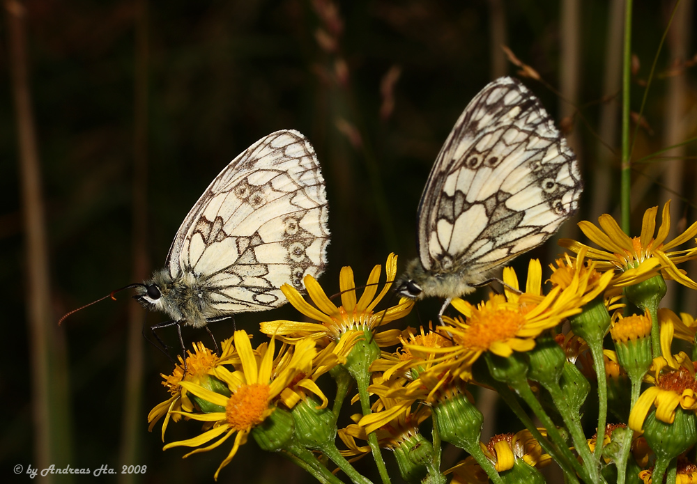 Schachbrettfalter (Melanargia galathea)