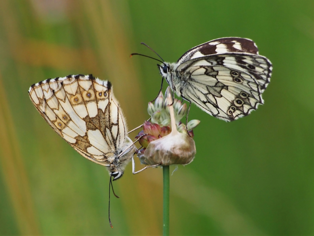 Schachbrettfalter – Melanargia galathea