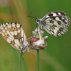 Schachbrettfalter – Melanargia galathea