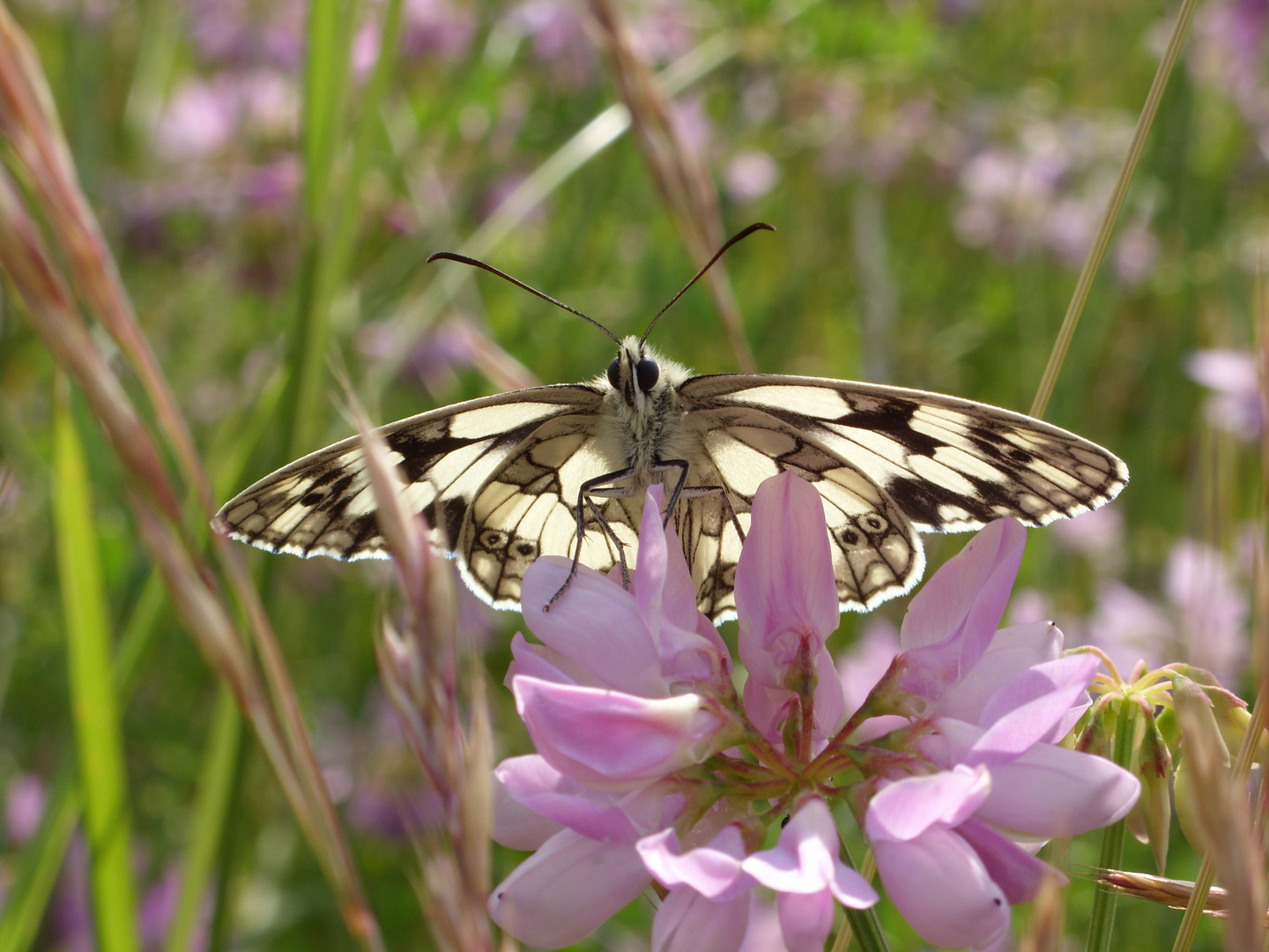 Schachbrettfalter - Melanargia galathea