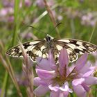 Schachbrettfalter - Melanargia galathea