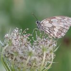 Schachbrettfalter (Melanargia galathea)