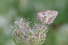 Schachbrettfalter (Melanargia galathea)