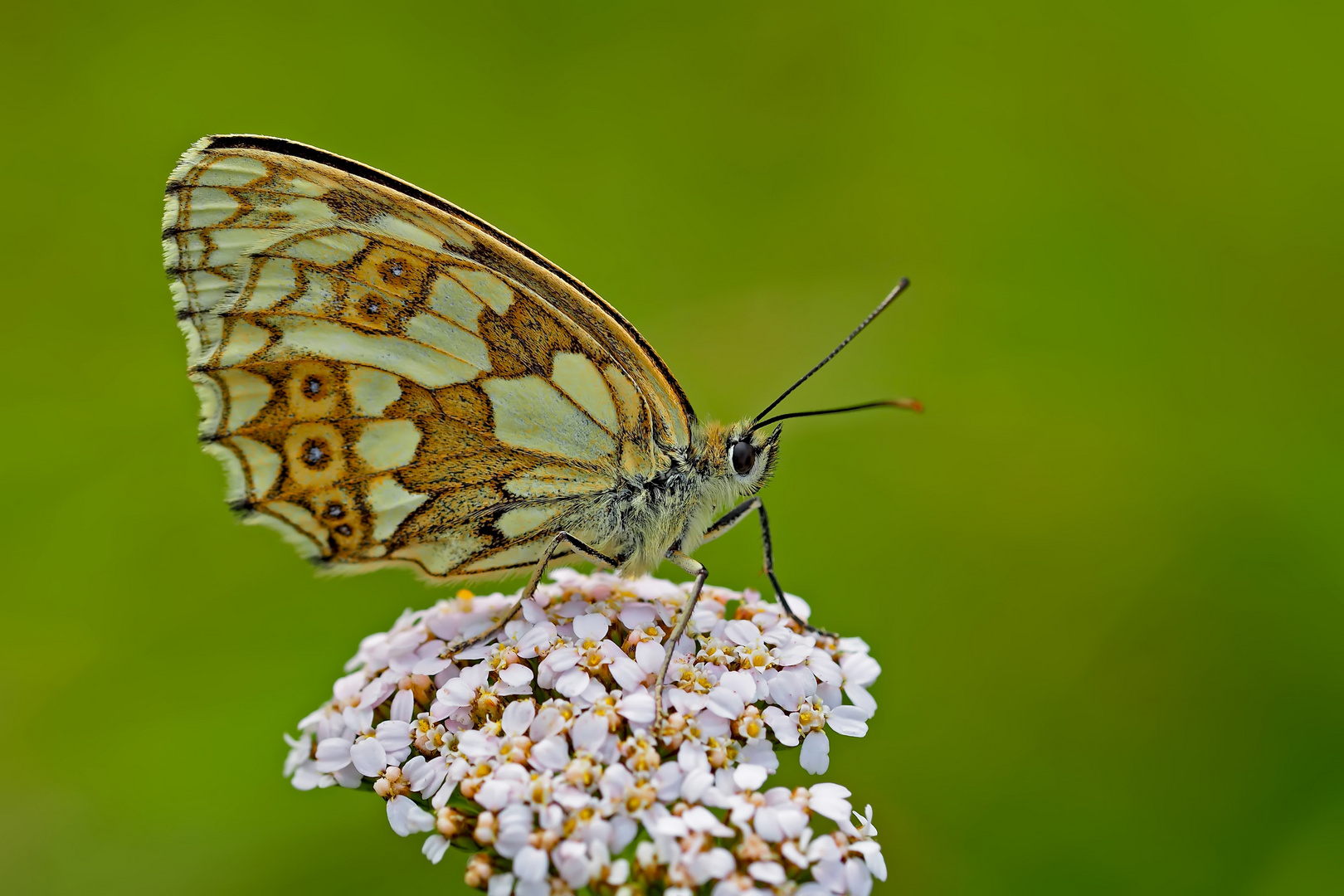 Schachbrettfalter (Melanargia galathea) - Le Demi-deuil.