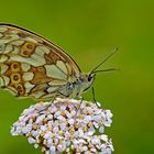 Schachbrettfalter (Melanargia galathea) - Le Demi-deuil.